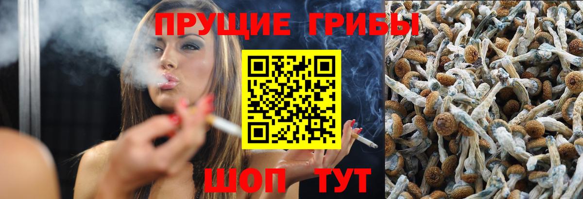 Псилоцибиновые грибы Psilocybe Южноуральск